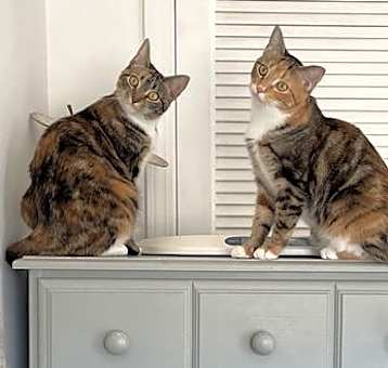 Photo of Arugula