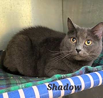 Photo of Shadow