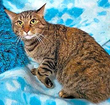 Photo of SIENNA