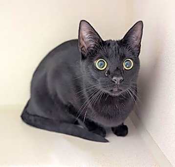 Photo of MEOW MEOW