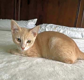 Photo of Carrot