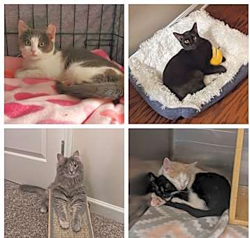 Photo of A-Apply to Adopt