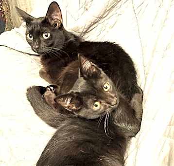 Photo of KITTIES INKY AND BLINKY BONDED PAIR