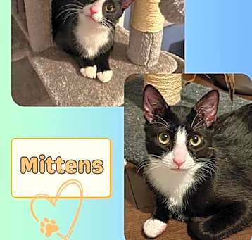 Photo of Mittens! A sweet loving male kitten!