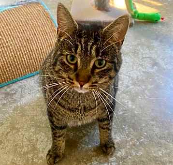 Photo of Tiki