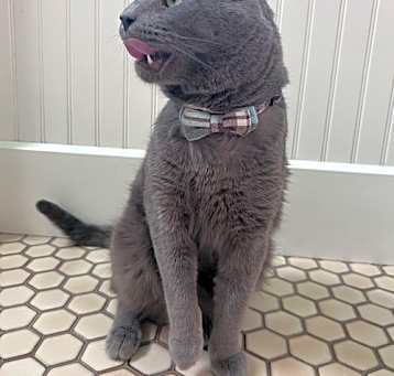Photo of Kimberwick (FeLV+, FIV+)