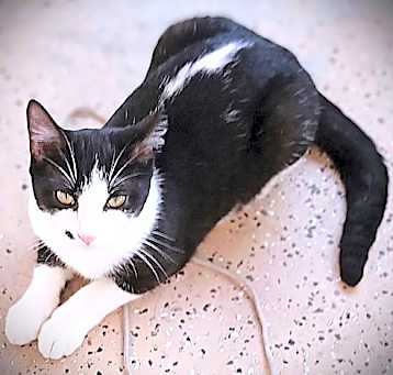 Photo of Skunk