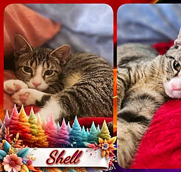 Photo of Shell