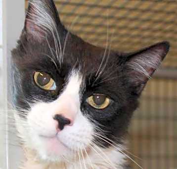 Photo of Smudge