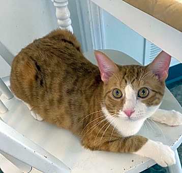 Photo of Niko