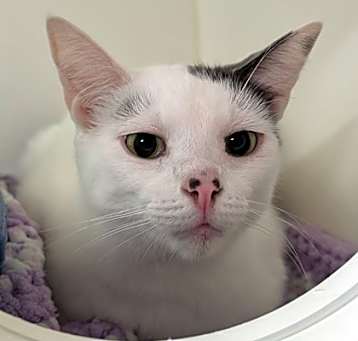 Photo of Pinky
