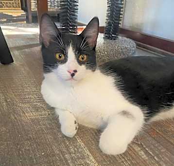 Photo of Cookie