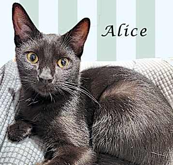 Photo of ALICE
