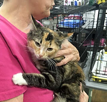 Photo of Peach bonded with Mochacino