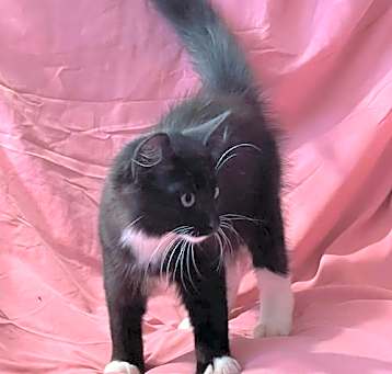 Photo of Ace/ADOPTED