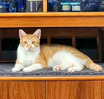 Photo of Artemus