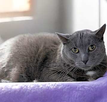 Photo of Spot