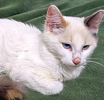 Photo of Missy