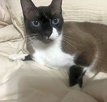 Photo of Kitty