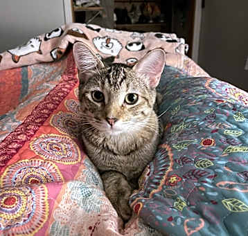 Photo of Moose