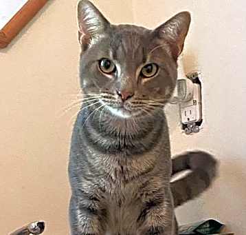 Photo of Dusty