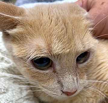 Photo of Gingersnap