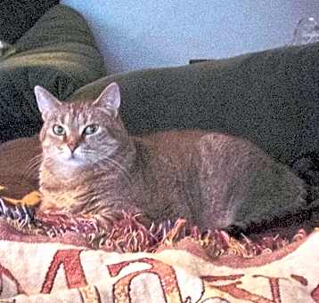 Photo of Molly (CP)