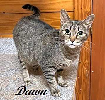 Photo of Dawn