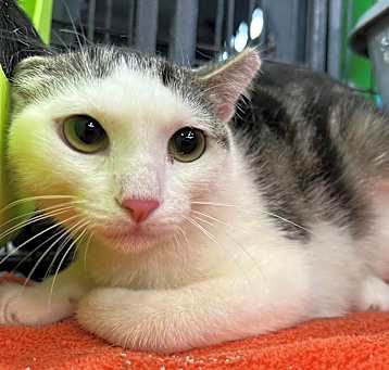 Photo of Waffles