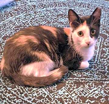 Photo of Butterscotch