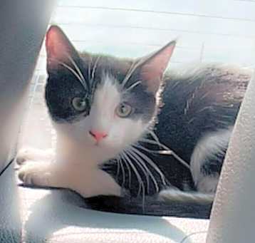 Photo of Sylvester