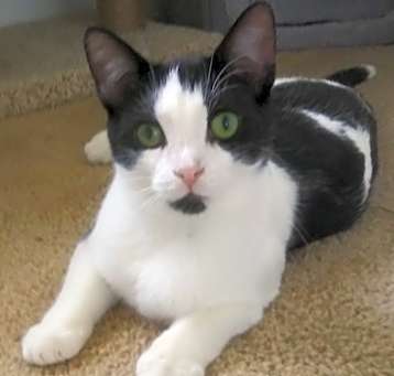 Photo of Bo