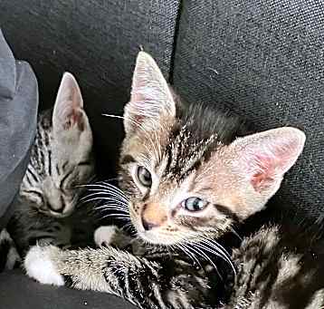 Photo of Loco & Moco