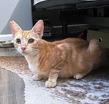 Photo of Tails