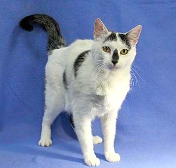 Photo of Zelda