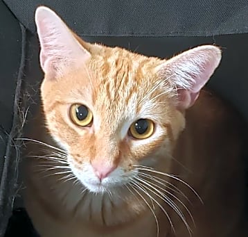 Photo of Ellis