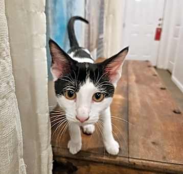 Photo of Emmett