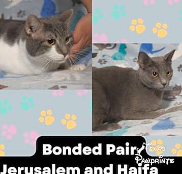 Photo of Bonded Jerusalem & Haif
