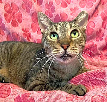 Photo of Apollo