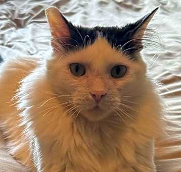 Photo of Toby