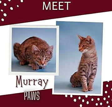 Photo of Murray