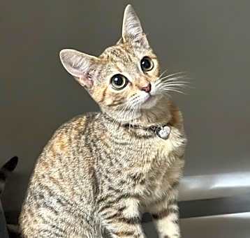 Photo of Pip