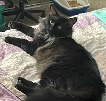 Photo of Simba