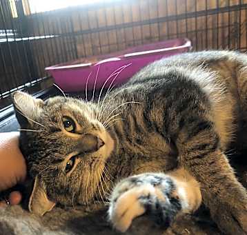Photo of Tonks