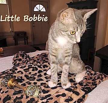 Photo of Little Bobbie #bestie-of-Tango