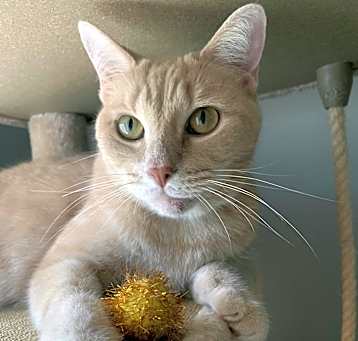 Photo of Chai
