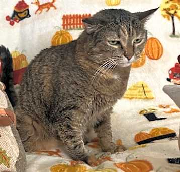 Photo of Dolly - MISSING