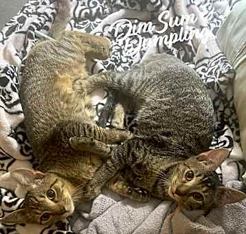 Photo of Dumpling & Dim Sum #bonded-brothers