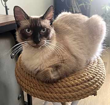Photo of Mochi