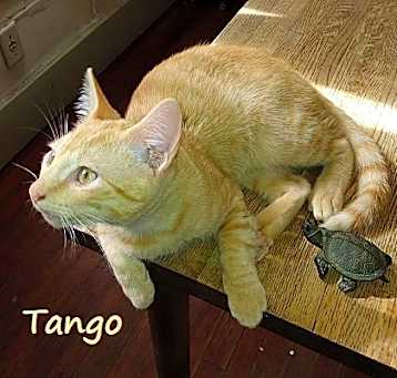 Photo of Tango #bestie-of-Little-Bobbie